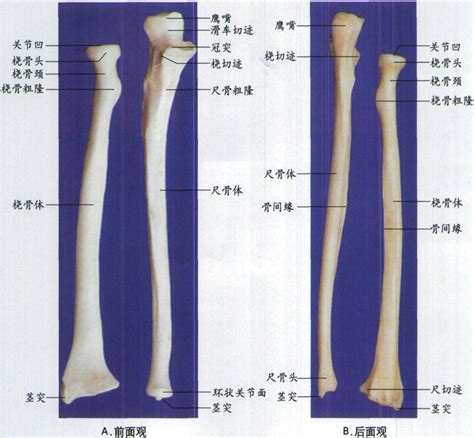 左是哪里